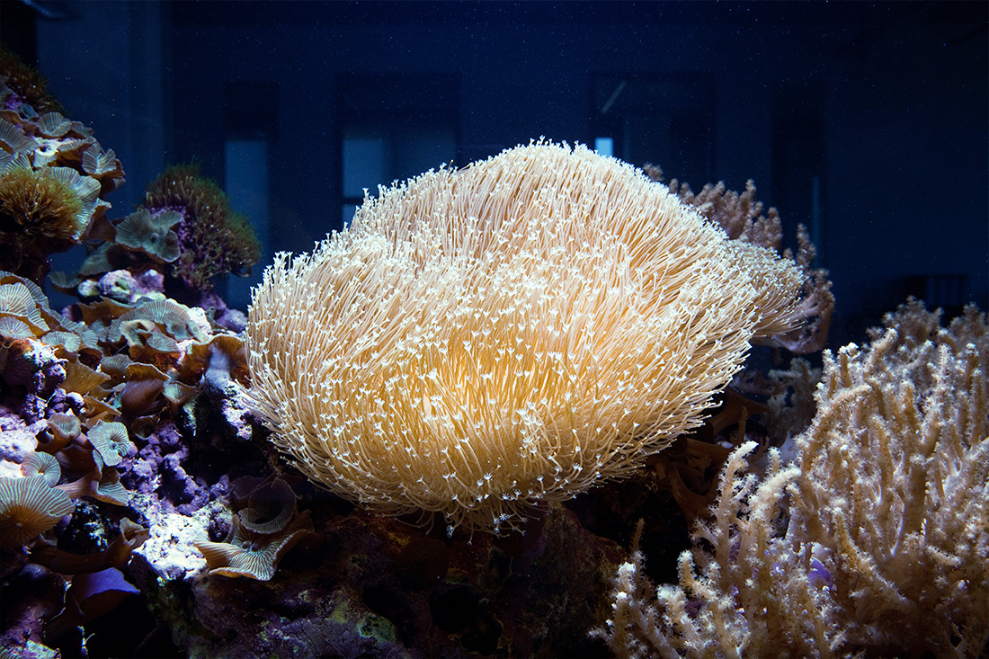 Koralle im Rundum Panorama Aquarium