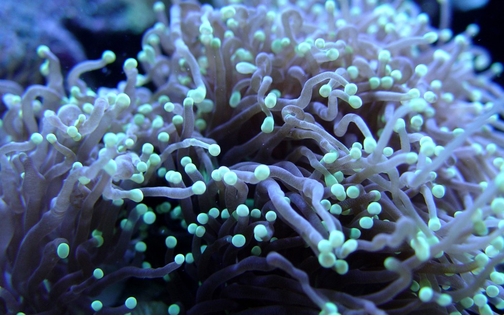 LPS Korallen für Einsteiger auch geeignet Euphyllia 