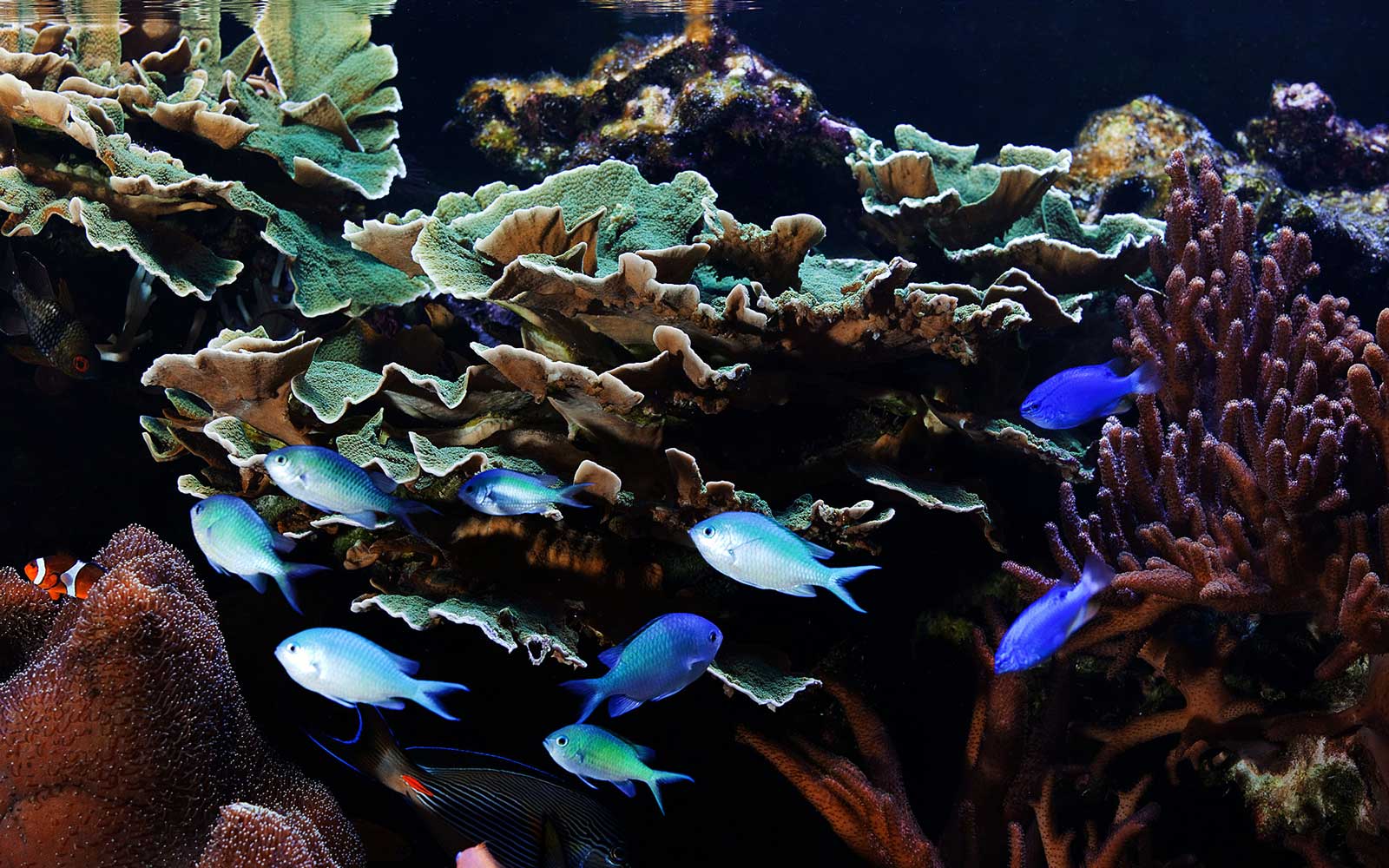 Fische im Aquarium