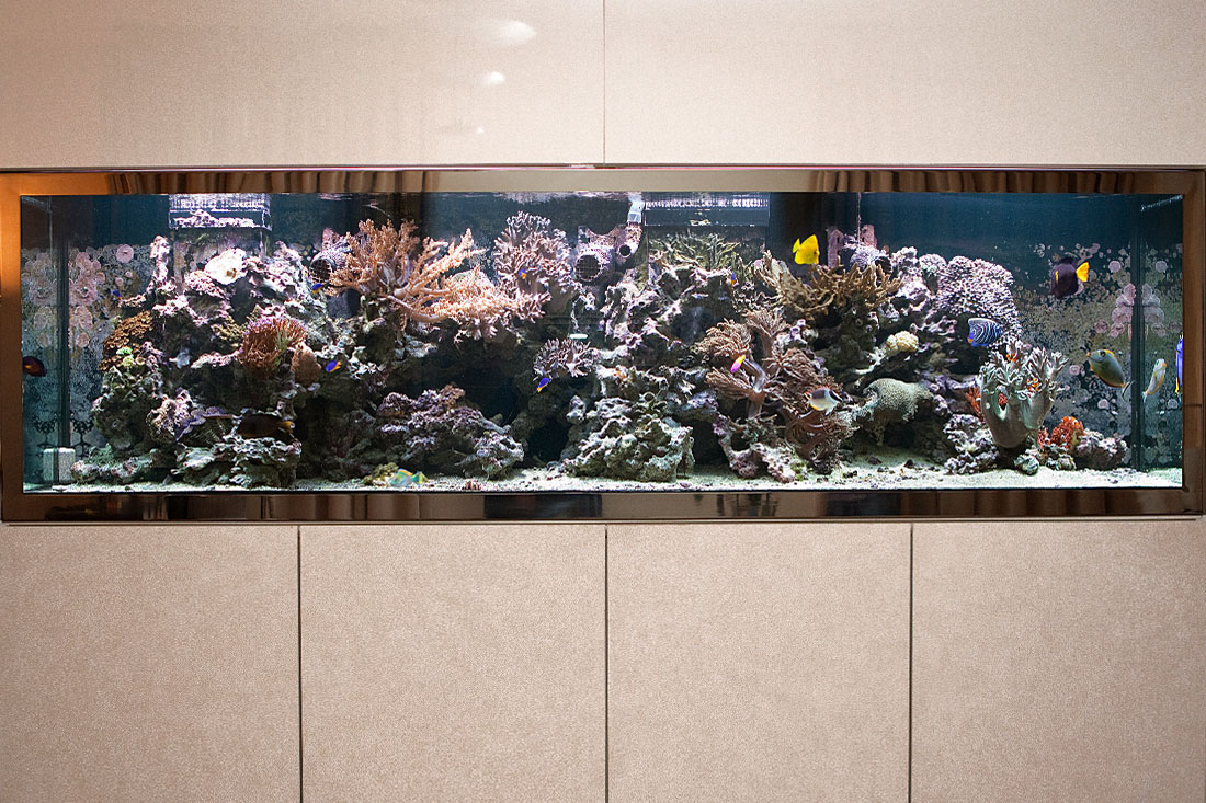 Geschäftsführerbüro Aquarium