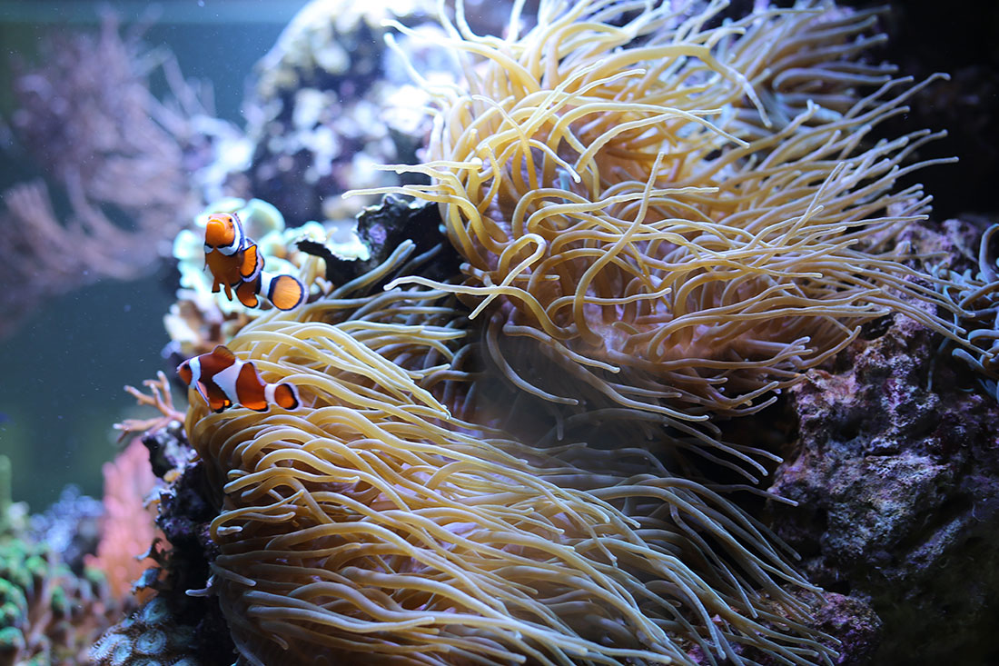Clownfische und Korallen
