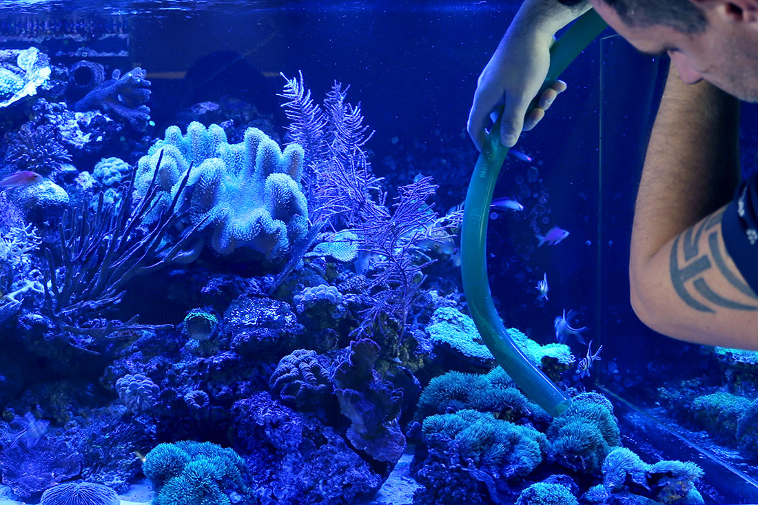 Wasserwechsel Meerwasseraquarium mit Schlauch