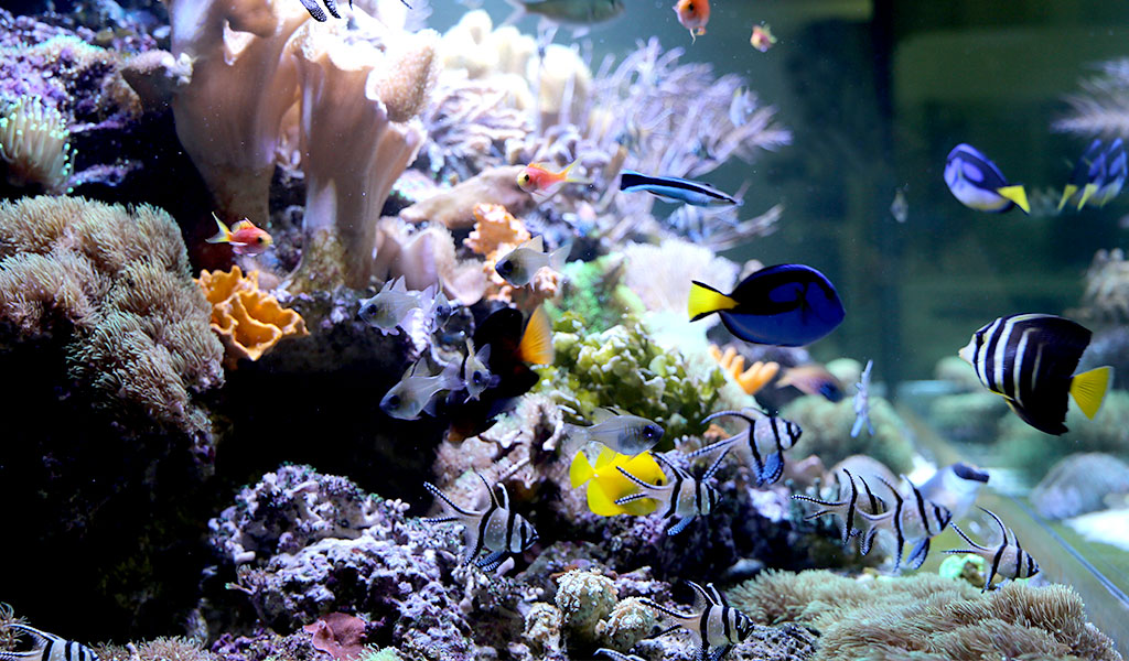 Fischkranlheiten im Meerwasseraquarium vermeiden