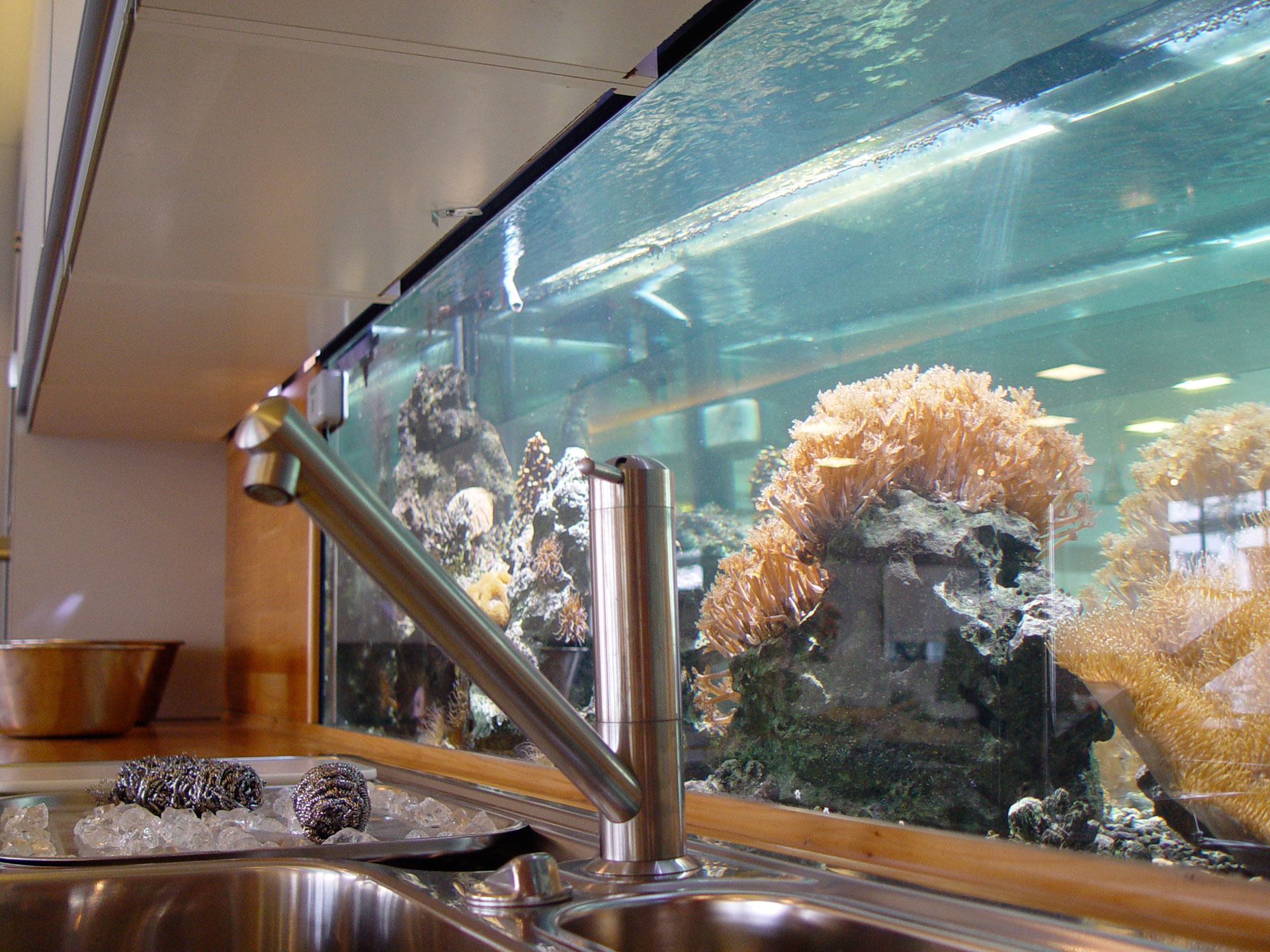 Aquarium in der Küche,Meerwasseraquarium