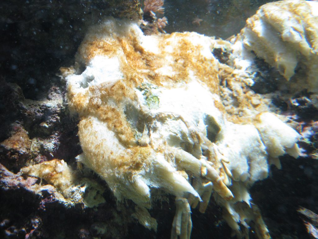 Meerwasseraquarium kühlen mit Aquariumklimagerät 