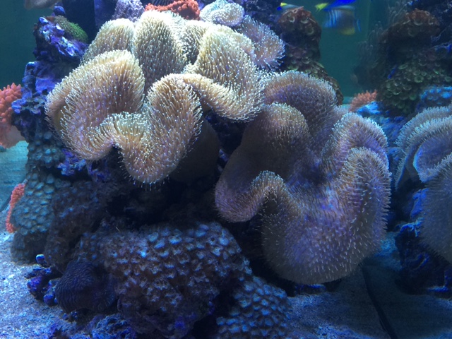 Scheibenanemonen und Weichkorallen im Meerwasseraquarium halten