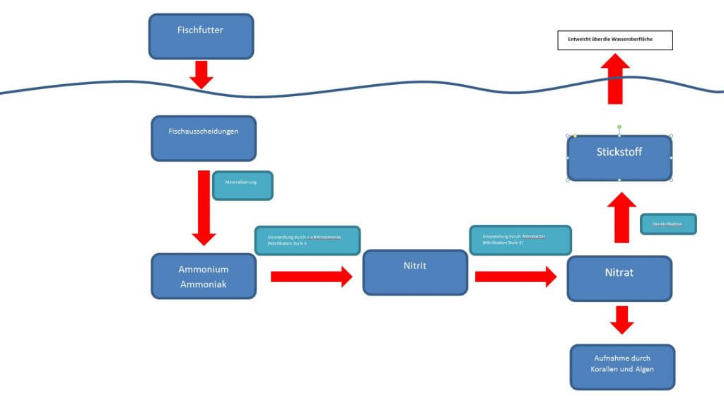 nitrifikation denitrifikation im Meerwasseraquarium