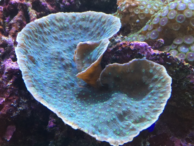 KH Abfall durch stark wachsende Korallen