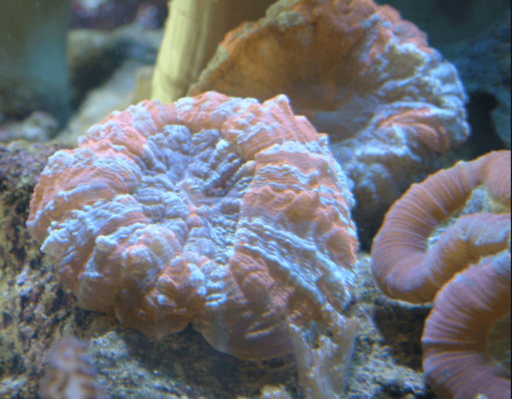 LPS Korallen für Anfänger 