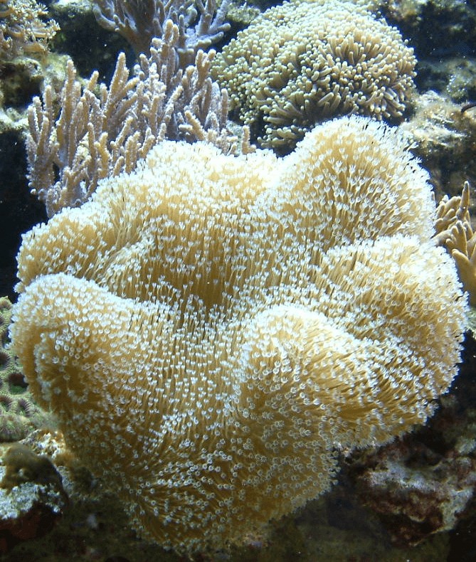 Weichkorallen im Meerwasseraquarium verbrauchen Magnesium im Meerwasseraquarium