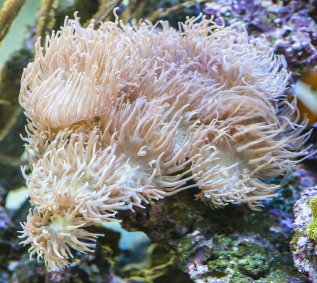 UV-C im Meerwasseraquarium 