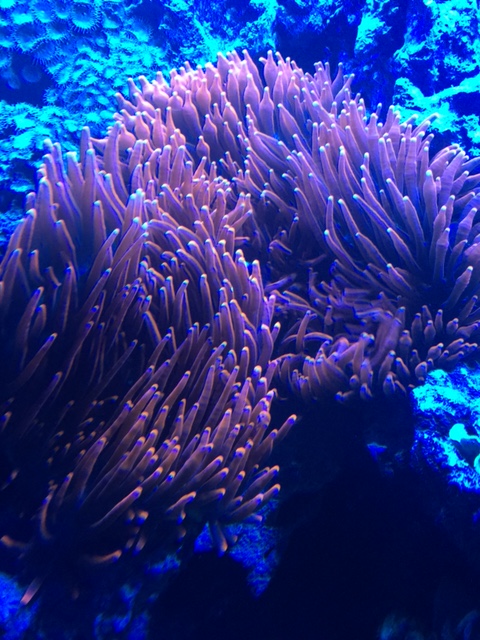 anemone - Biopelletfilter im Meerwasseraquarum