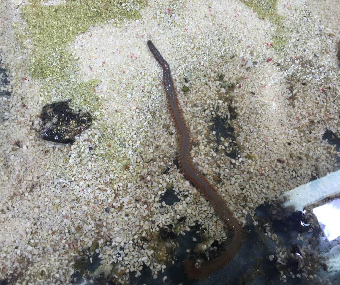 Borstenwürmer Meerwasseraquarium