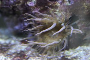 Glasrosen im Meerwasseraquarium auf lebenden Stein