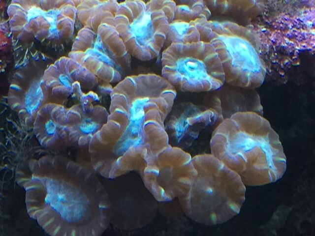 Caualstrea ist eine LPS Korallen für Anfänger 