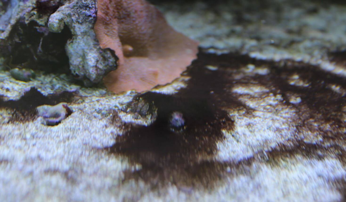 rote Schmieralgen beseitigen durch Bodengrund im Meerwasseraquarium richtig reinigen 