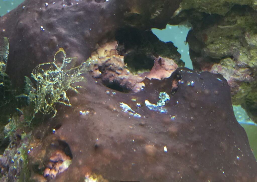 rote schmieralgen im Meerwasseraquarium