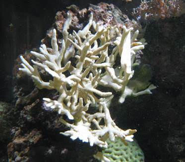 Meerwasseraquarium kühlen mit Aquariumlüfter