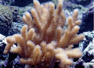 Sinularia Asterolobata Weichkoralle im Meerwasseraquarium