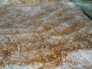 Kieselalgen auf Sand Einlaufphase Meerwasseraquarium 