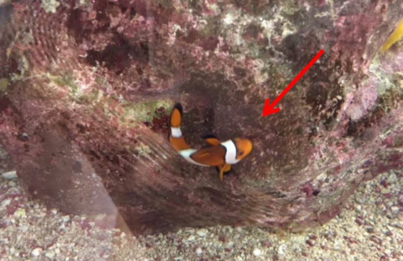 Clownfisch Aquarium München Anemonenfisch mit Gelege