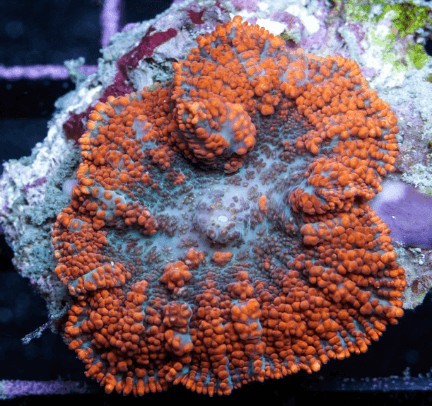 Korallenzucht 4
