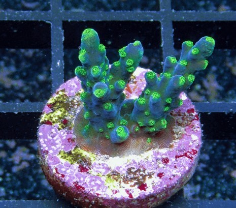 Korallenzucht Acropora