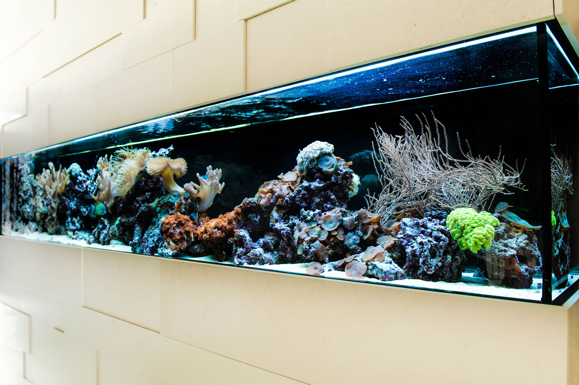 Bestseller: Meerwasser Aquarium bauen & pflegen wie die Profis