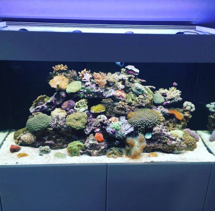 Gebrauchtes Meerwasseraquarium