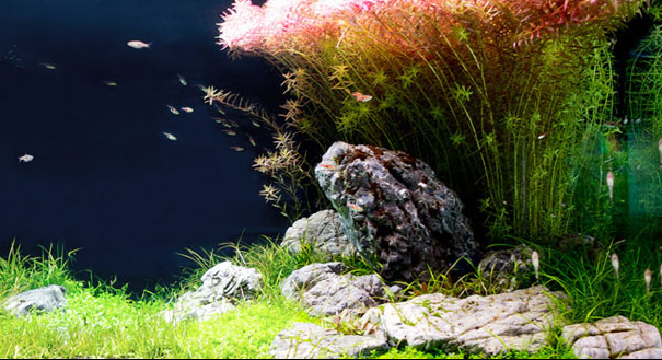 Maßgefertigtes Premium Süßwasseraquarium in München mit exklusivem Aquascaping