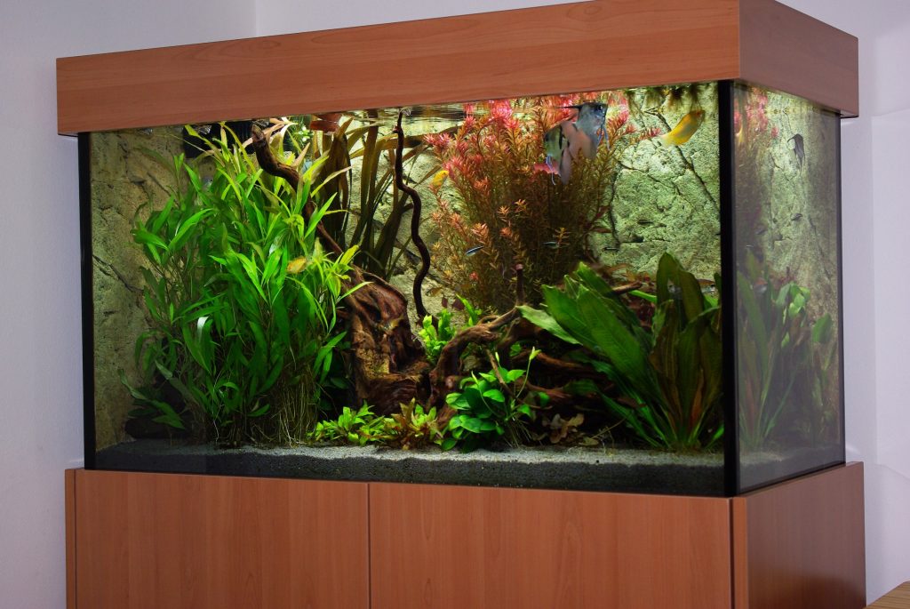  Premium Süßwasseraquarium in München mit exklusivem Aquascaping